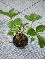 Aardbei planten grote en kleine, Tuin en Terras, Planten | Tuinplanten, Ophalen, Zomer, Overige soorten, Volle zon