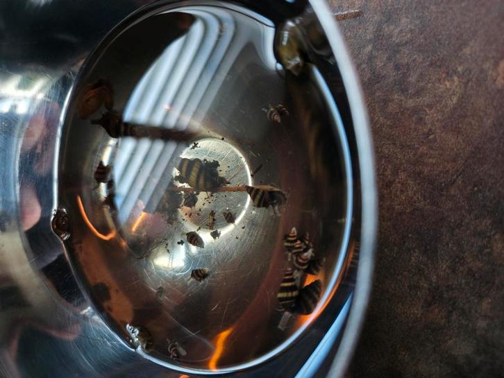 Helena slak, Dieren en Toebehoren, Vissen | Aquariumvissen, Slak of Weekdier