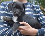Lieve aanhankelijke levenslustige pups., Dieren en Toebehoren, Rabiës (hondsdolheid), 8 tot 15 weken, Meerdere, Nederland