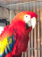 Ara geelvleugel, Mannelijk, Papegaai, Tam