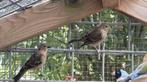 Zwartkopsijs pop, Vrouwelijk, Tropenvogel