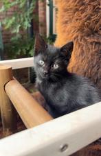 SPOED 2 lieve katers kittens, Kater, Kortharig, 0 tot 2 jaar
