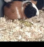 Ter dekking aangeboden cavia's, Cavia, Mannelijk, Juli, Tam