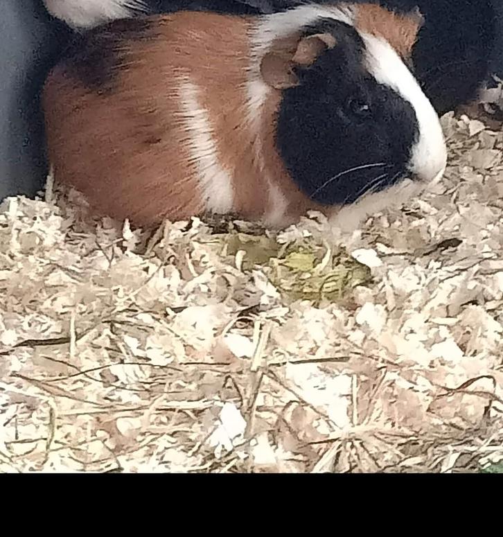 Ter dekking aangeboden cavia's, Dieren en Toebehoren, Knaagdieren, Mannelijk, Cavia, Juli, Tam