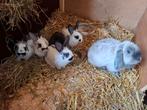 Dwerg Konijnen, Dieren en Toebehoren, Konijnen, Mannelijk, Dwerg
