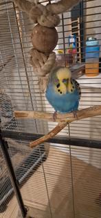 Parkieten en valkparkiet, Dieren en Toebehoren, Vogels | Parkieten en Papegaaien, Meerdere dieren, Parkiet, Tam