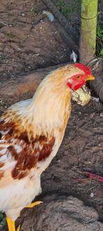 Mooie “boerenwitte” haan., Dieren en Toebehoren, Mannelijk, Kip