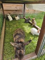 3 rammen en 1 voedster Rijnlander  konijntjes te koop!, Dieren en Toebehoren, Konijnen, Meerdere dieren, Middelgroot, 0 tot 2 jaar