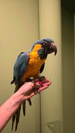 Prachtige tamme Blauwkeel Ara, Mannelijk, Papegaai, Geringd