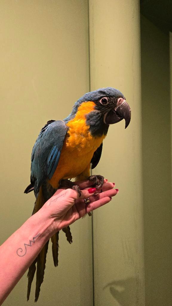 Prachtige tamme Blauwkeel Ara, Dieren en Toebehoren, Vogels | Parkieten en Papegaaien, Papegaai, Mannelijk, Tam, Geringd