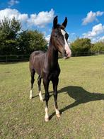 Veelbelovend NVK Hengstveulen! Vesper WG (Fiji x Hennessy), Dieren en Toebehoren, Paarden, Hengst, Dressuurpaard, Gechipt, 0 tot 2 jaar