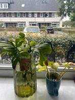 Monstera stekken, Groene kamerplant, Ophalen, Halfschaduw, Minder dan 100 cm