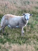 Nolana rammen, Meerdere dieren, Schaap, 0 tot 2 jaar