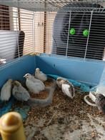 Chinese dwergkwartels, Dieren en Toebehoren, Geslacht onbekend, Overige soorten