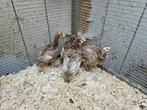 7 Rode Ardenner kalkoen kuikens natuurbroed, Dieren en Toebehoren, Pluimvee, Geslacht onbekend, Kalkoen