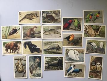 Plaatjes Verkade Artis beschikbaar voor biedingen