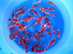 Japankoi een en twee jarige vissen 12 tot 55 cm grote koi, Dieren en Toebehoren, Vissen | Vijvervissen, Karper of Koi
