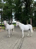 Twee lieve paarden, Dieren en Toebehoren, Paarden, Merrie, Niet van toepassing, 160 tot 165 cm, 11 jaar of ouder