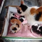 Prachtige kittens, Dieren en Toebehoren, Katten en Kittens | Overige Katten, Kater