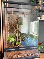 Mooi terrarium, Dieren en Toebehoren, Reptielen en Amfibieën | Toebehoren, Ophalen, Zo goed als nieuw