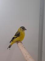 1-0 Yarrelsijs, Mannelijk, Tropenvogel, Geringd