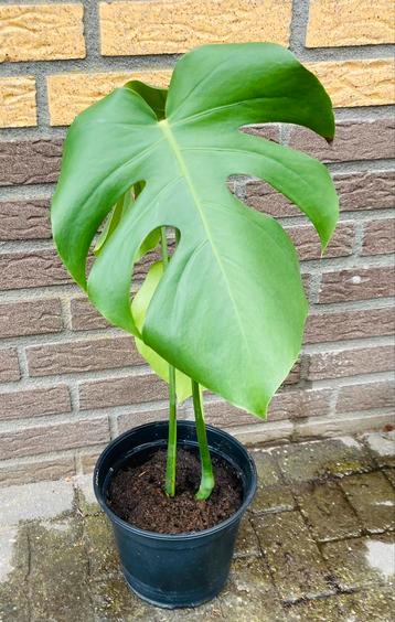 Monstera gestekt  beschikbaar voor biedingen