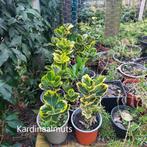 Kardinaalmuts, Ophalen, Overige soorten, Struik, Minder dan 100 cm