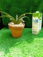 Kleinblijvende Sanseveria of Sansevieria in terracotta pot, Ophalen, Overige soorten, Minder dan 100 cm