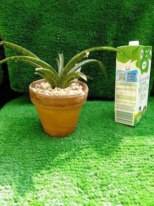 Kleinblijvende Sanseveria of Sansevieria in terracotta pot, Huis en Inrichting, Kamerplanten, Overige soorten, Minder dan 100 cm