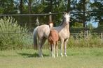 Aanhankelijk Welsh B veulen, Dieren en Toebehoren, Pony's, Dressuurpony, 0 tot 2 jaar, Hengst, C pony (1.27m tot 1.37m)