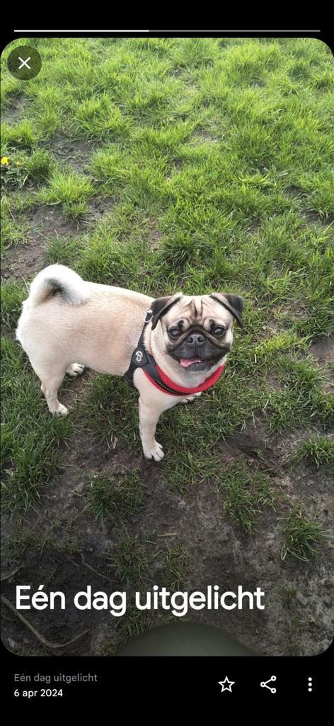 Mops teefje, Dieren en Toebehoren, Honden | Chihuahua's en Gezelschapshonden, Teef, Overige rassen, Particulier, Eén hond, Nederland