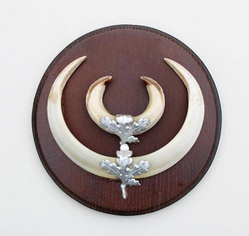 Groot schild tanden EVERZWIJN / WILD ZWIJN - ref. O, Verzamelen, Dierenverzamelingen, Gebruikt, Overige typen, Overige soorten