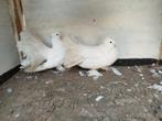 Indisase pauwstaart duiven, Meerdere dieren, Overige soorten