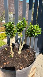 Japamse hulst bonsai vorm 43 cm hoog, Tuin en Terras, Planten | Bomen, Bloeit niet, Overige soorten, Minder dan 100 cm, Ophalen