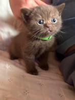 Raszuivere britse korthaar dark/light choco en blauw/creme, Dieren en Toebehoren, Katten en Kittens | Raskatten | Korthaar, Meerdere dieren