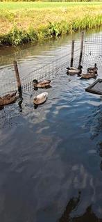 Kwakertjes, Dieren en Toebehoren, Pluimvee, Meerdere dieren