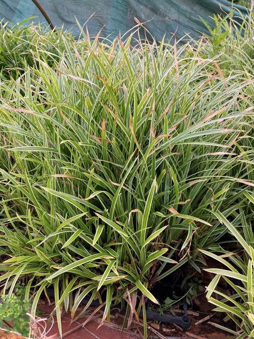 Bodembedekkers, Tuin en Terras, Planten | Tuinplanten, Overige soorten, Volle zon, Zomer, Ophalen