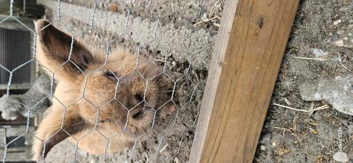 Tamme konijn, Dieren en Toebehoren, Konijnen