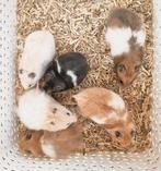 Jonge goudhamsters handtam en gewend aan kinderen, Hamster, November, Meerdere dieren, Tam