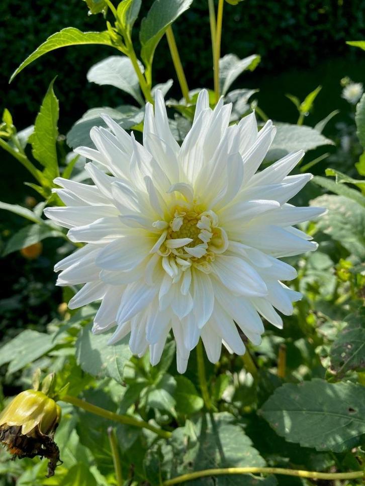 dahliaknollen wit, Tuin en Terras, Bloembollen en Zaden, Knol, Voorjaar, Volle zon, Ophalen