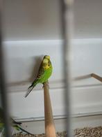 Kleine grasparkieten, Dieren en Toebehoren, Vogels | Parkieten en Papegaaien, Meerdere dieren, Parkiet