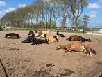 Plekje vrij op paddock paradise.., Dieren en Toebehoren, Stalling