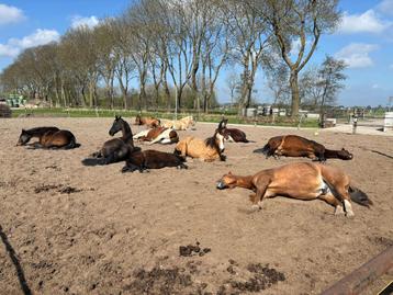 Plekje vrij op paddock paradise.. beschikbaar voor biedingen