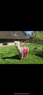 Alpaca Top Dutch het Alpaca (Dek) Centrum van Nederland, Dieren en Toebehoren, Juni, Mannelijk