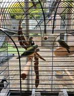 Gouldamadine 2 mannetjes komen net op kleur, Dieren en Toebehoren, Mannelijk, Tropenvogel
