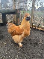 Zijdehoen haantje; 4 maanden oud., Mannelijk, Kip