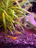 Mix van gele en rode jelly garnalen., Dieren en Toebehoren, Vissen | Aquariumvissen, Kreeft, Krab of Garnaal