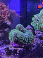 lobophyllia green, Dieren en Toebehoren, Vissen | Aquariumvissen, Vis