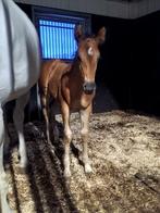 Nieuw! Hengstveulen kwpn springgefokt, Dieren en Toebehoren, Paarden, Springpaard, Niet van toepassing, 0 tot 2 jaar, Hengst