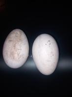 Ganzeneieren, Geslacht onbekend